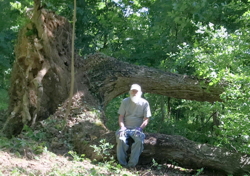 line tree, marker tree, David McRitchie